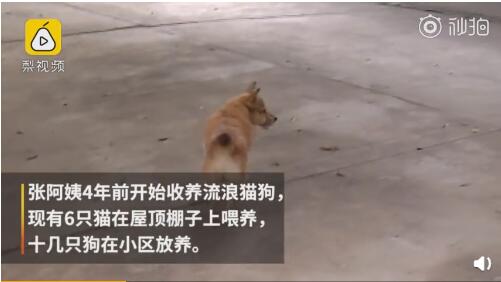张阿姨四年前就开始收养流浪动物了